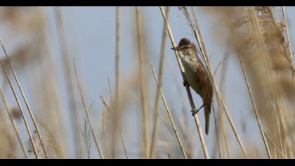 Great Reed Warbler