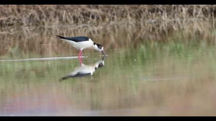 Black-winged Stilt
