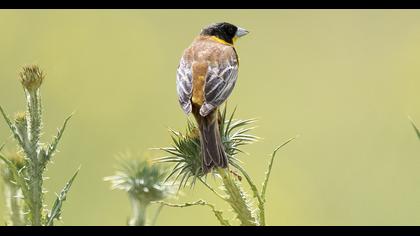 Black-headed Bunting