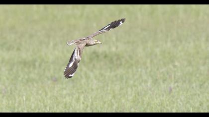 Eurasian Stone-curlew
