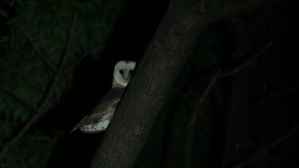 Western Barn Owl