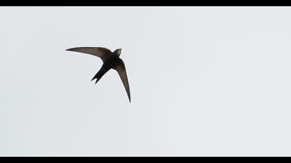 Common Swift