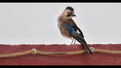 Eurasian Jay