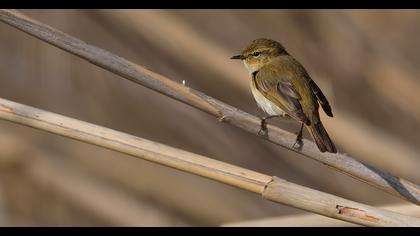 Common Chiffchaff