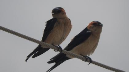 Red-rumped Swallow