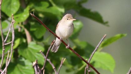 Eastern Olivaceous Warbler