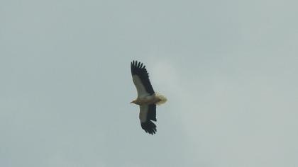 Egyptian Vulture