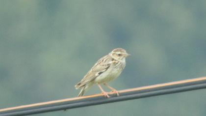 Woodlark