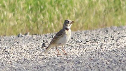 Calandra Lark