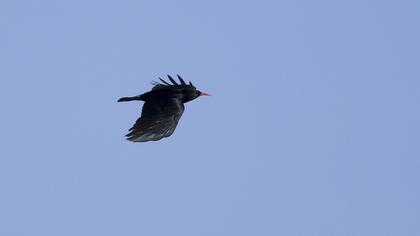 Red-billed Chough
