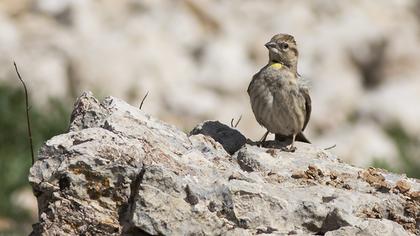 Rock Sparrow
