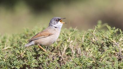 Spectacled Warbler