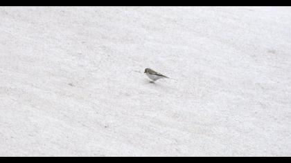 White-winged Snowfinch