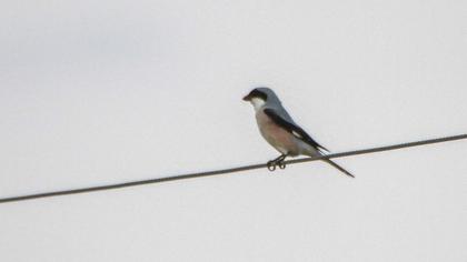 Lesser Grey Shrike