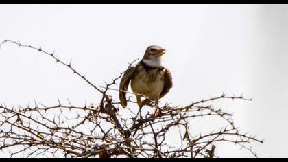 Calandra Lark