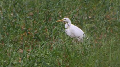 Great Egret