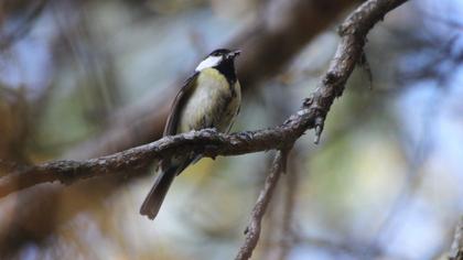 Great Tit