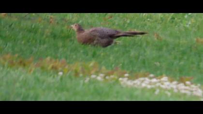 Common Pheasant
