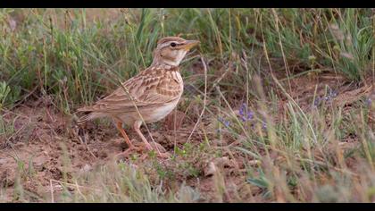 Bimaculated Lark