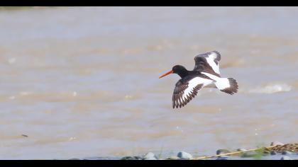 Eurasian Oystercatcher