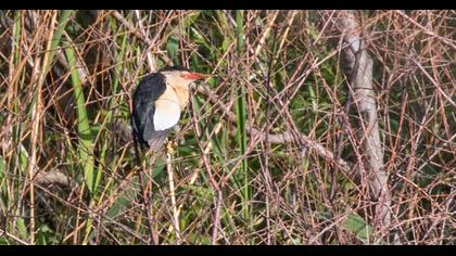 Little Bittern