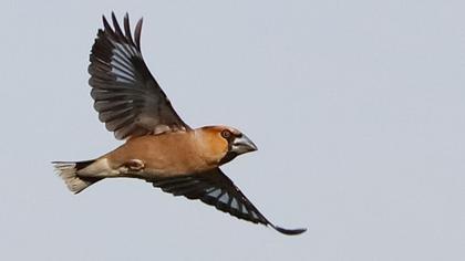 Hawfinch