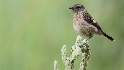 European Stonechat