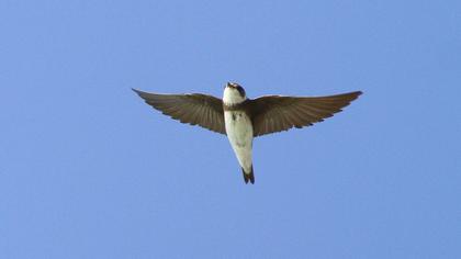 Sand Martin
