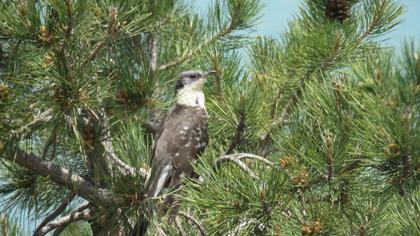 Great Spotted Cuckoo