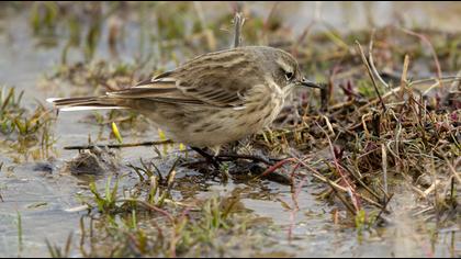 Water Pipit