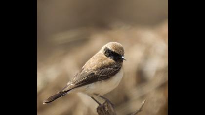 Black-eared Wheatear