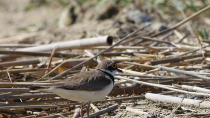 Little Ringed Plover