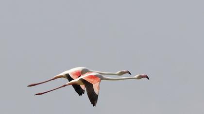 Greater Flamingo