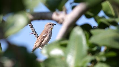 Yellow-throated Sparrow