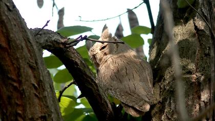 Pallid Scops Owl