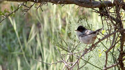 Menetries`s Warbler