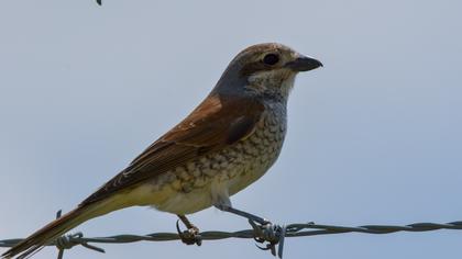 Red-backed Shrike