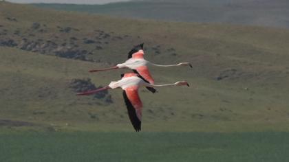 Greater Flamingo