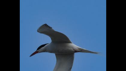 Common Tern