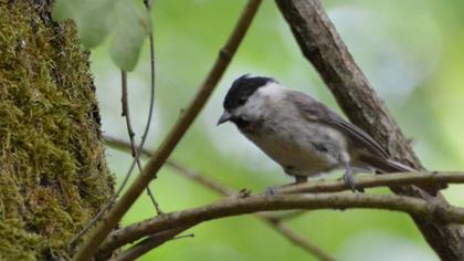 Marsh Tit