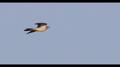 Common Cuckoo