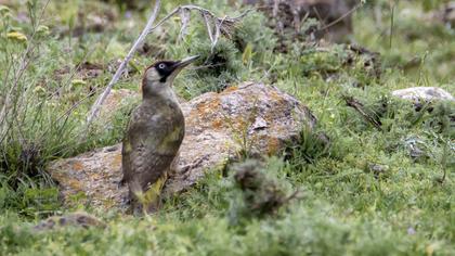 European Green Woodpecker