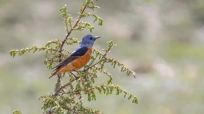 Common Rock Thrush