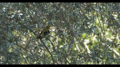 Eurasian Golden Oriole