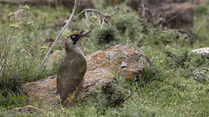 European Green Woodpecker