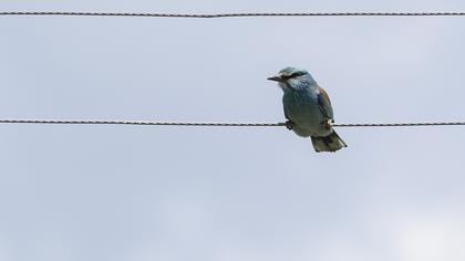 European Roller