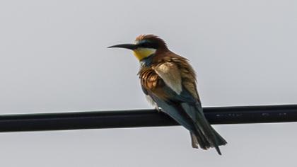 European Bee-eater