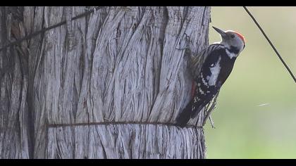 Middle Spotted Woodpecker