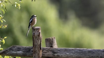 Masked Shrike