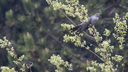 Common Cuckoo
